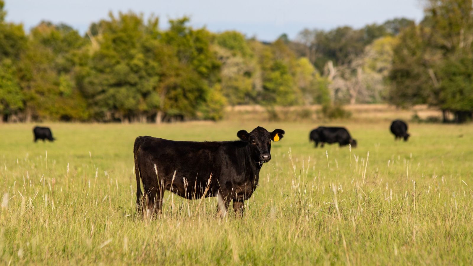 cattle in pasture
