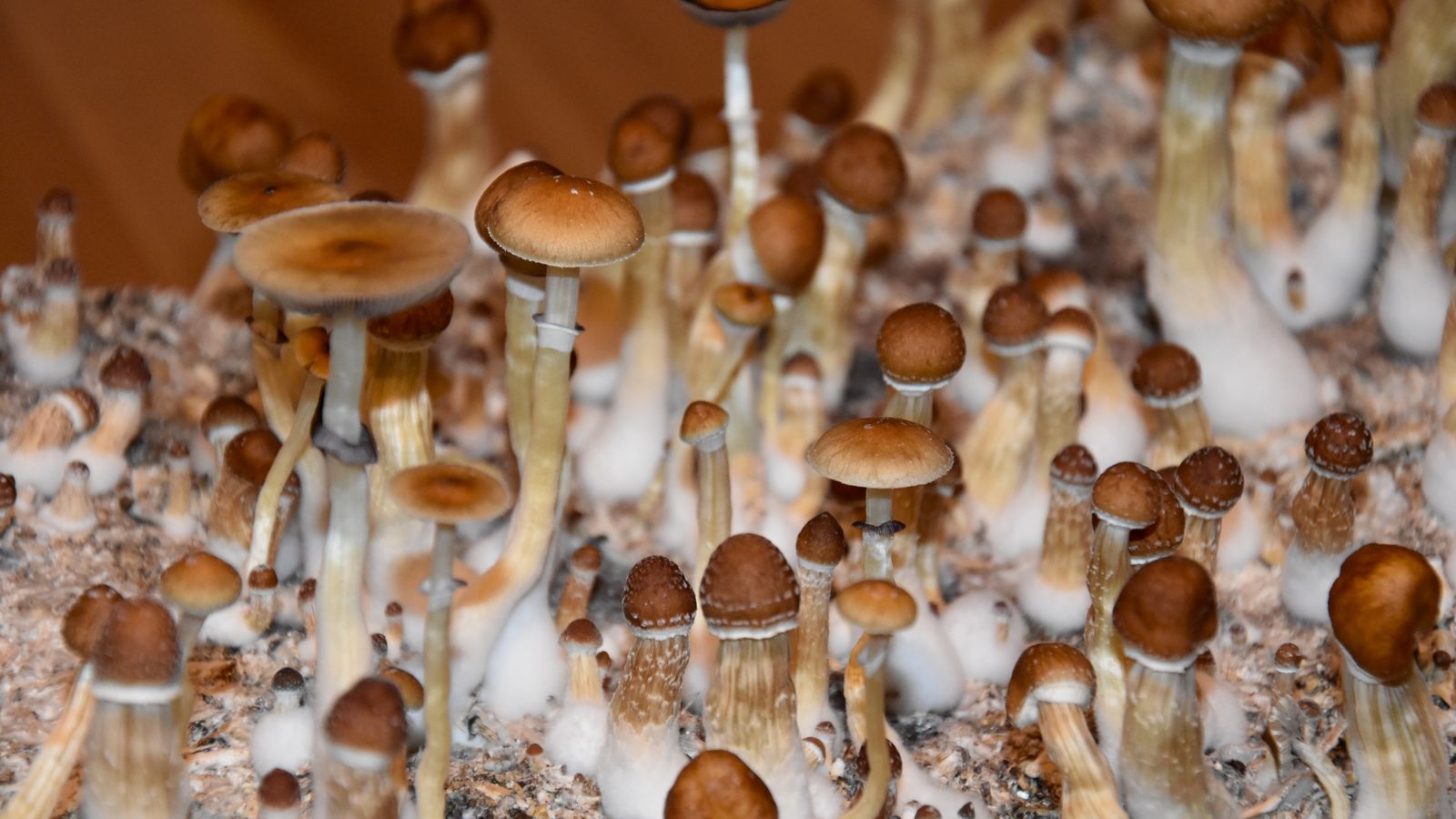 psilocybin mushrooms